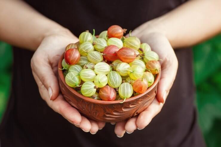 Ripe nutritious gooseberries in a bowl