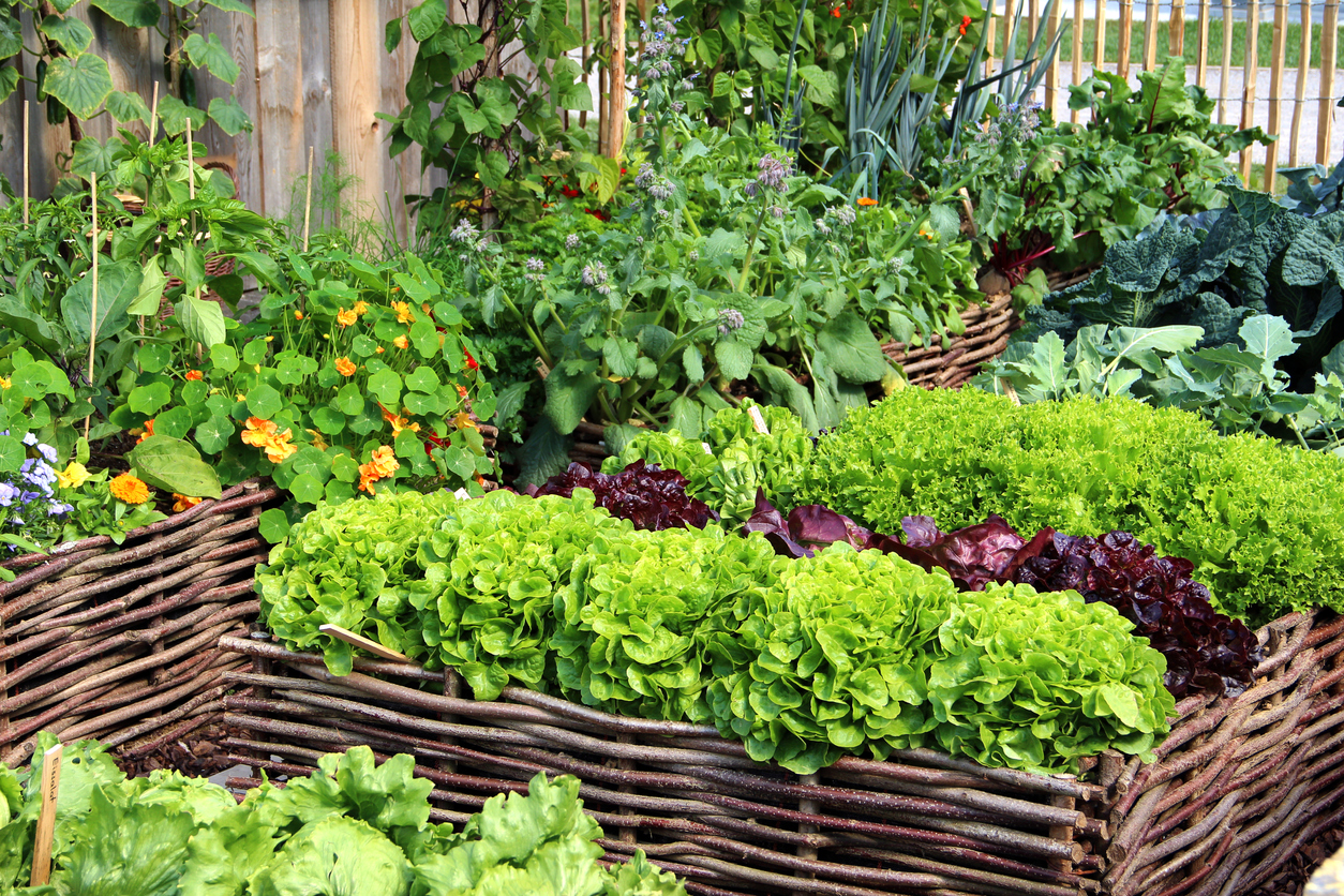 7 Creative Vegetable Garden Border Fence Ideas Food Gardening Network