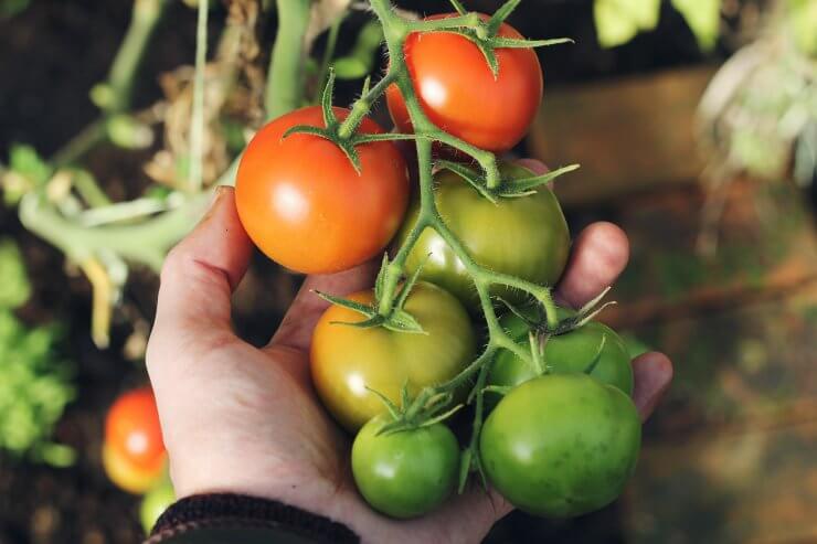 How to Prune Tomato Plants