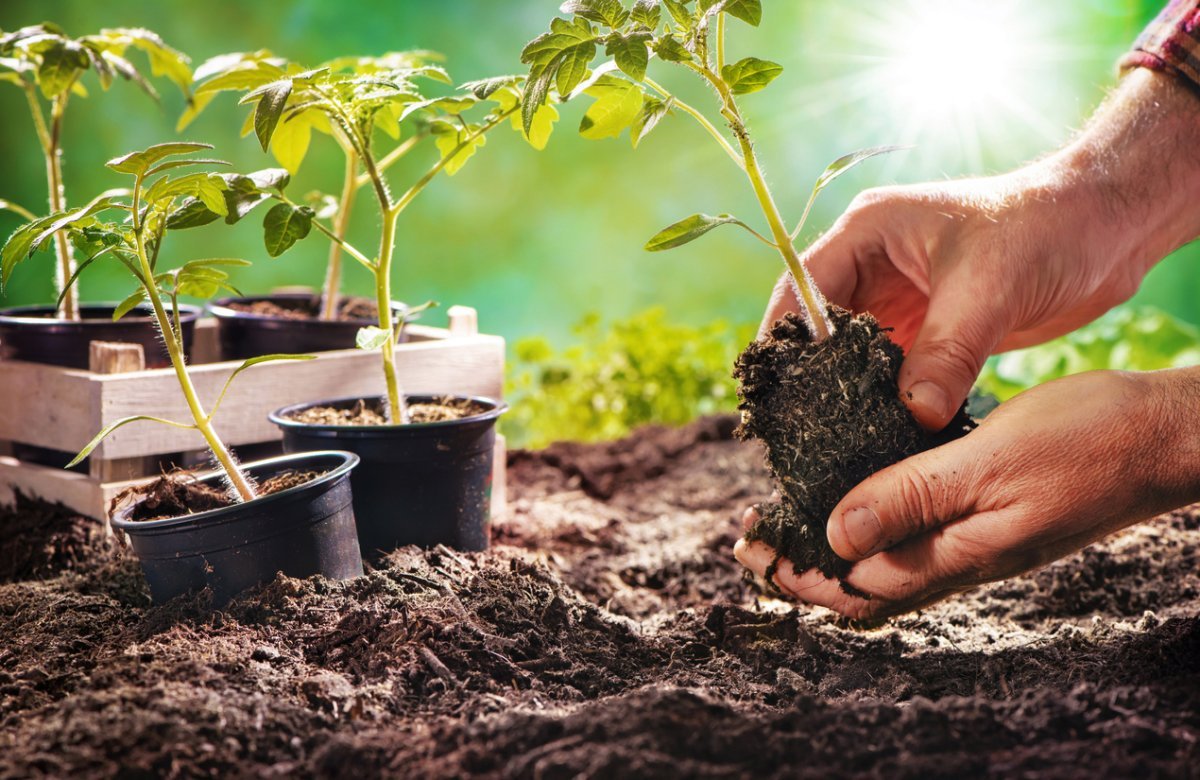 Transplanting Seedlings? Consider Using Potting Soil Free of Contaminants and Organic Solutions to Avoid Pest Problems