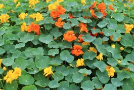 Why and How to Grow Nasturtium in Vegetable Gardens - Food Gardening ...