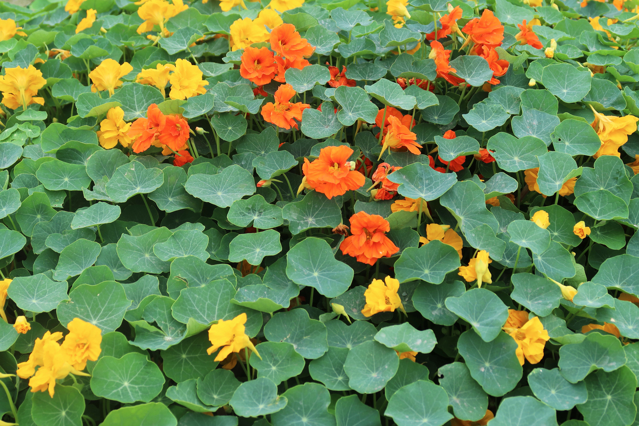 Why and How to Grow Nasturtium in Vegetable Gardens Food Gardening