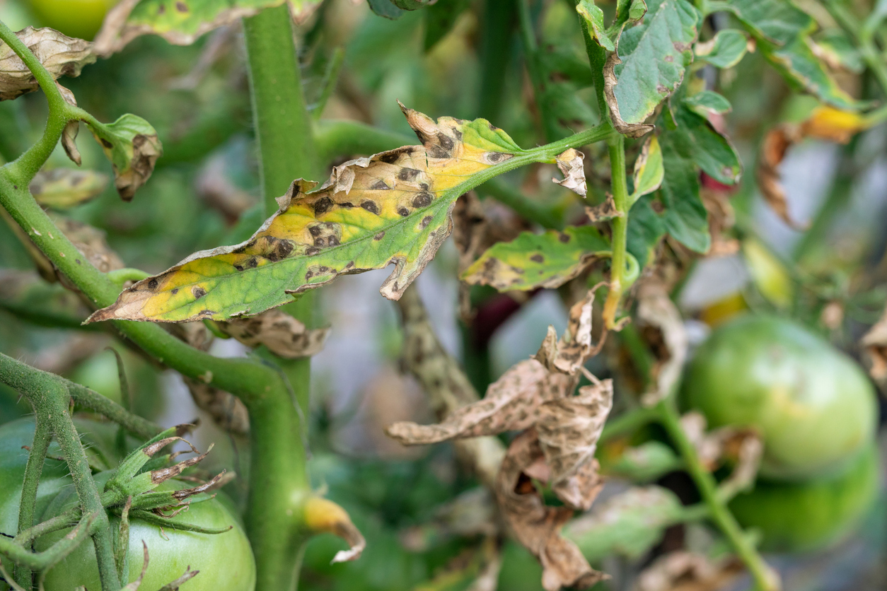 Tomato Plant Has Brown Spots On Leaves