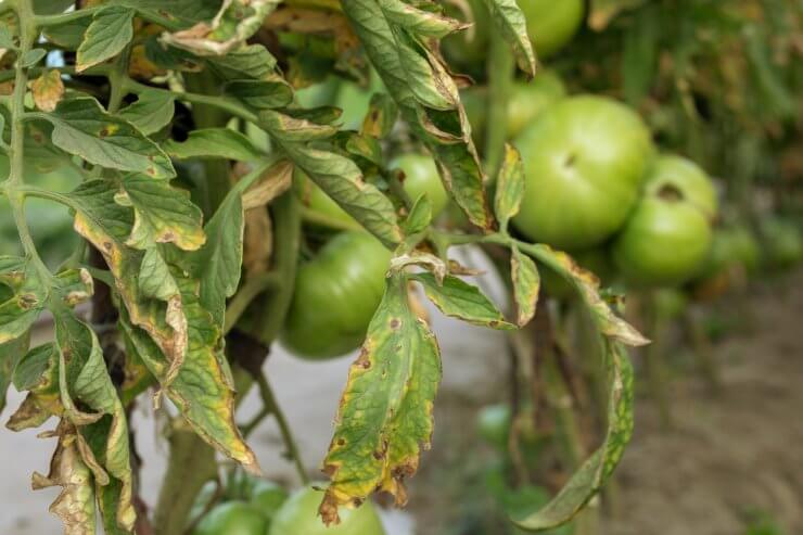 Yellow Leaves on Tomato Plants? 5 Reasons and Remedies