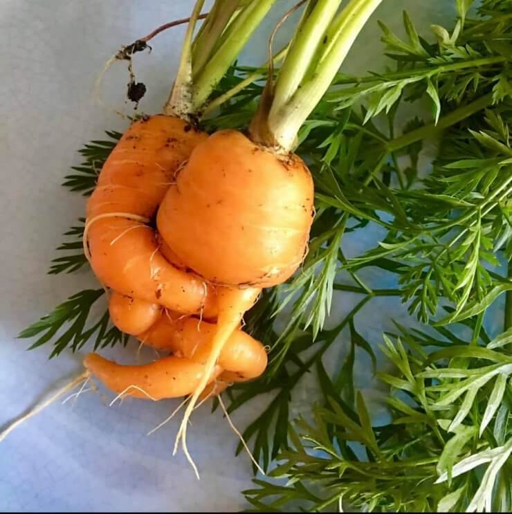 mutant vegetables - carrots