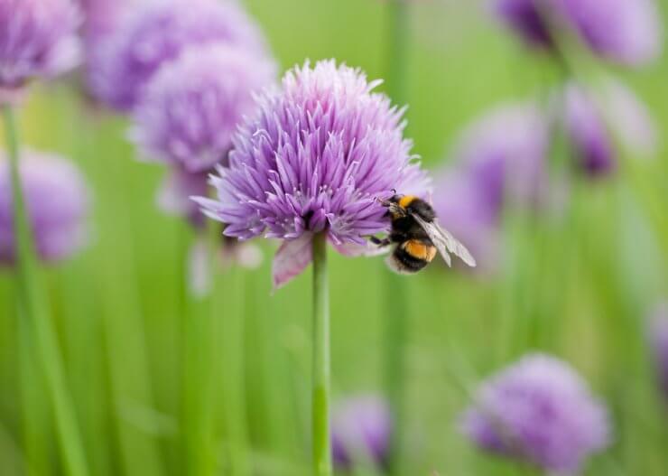 Bee on chive