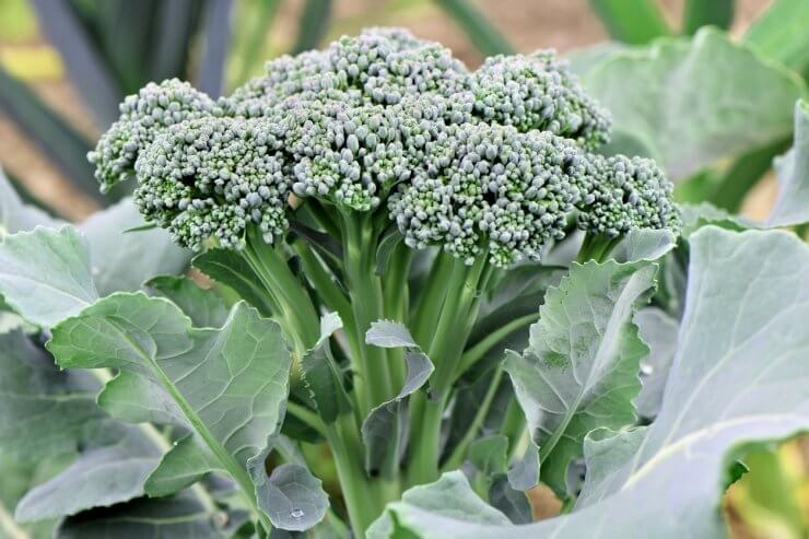 Broccoli Vegetable Growing In Garden