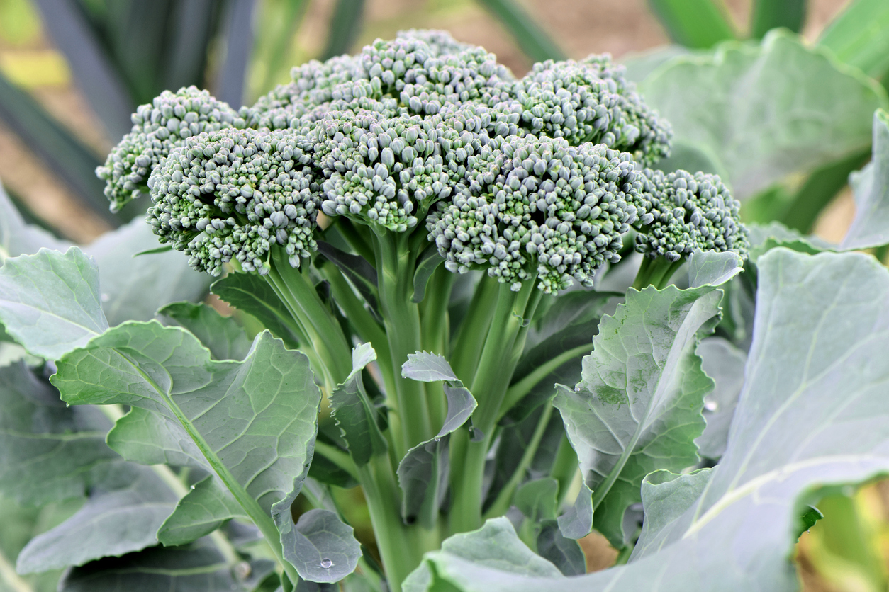 Making the Most of Broccoli Growing Season From Seed to Soup Food