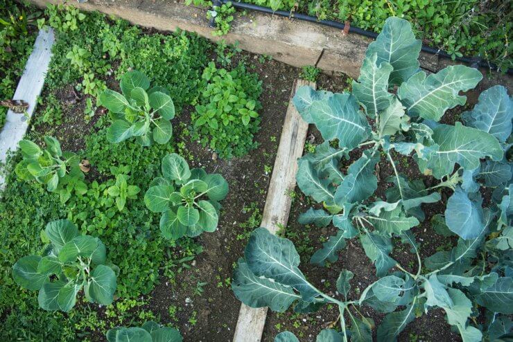 Broccoli and Brussels sprouts growing in garden bed