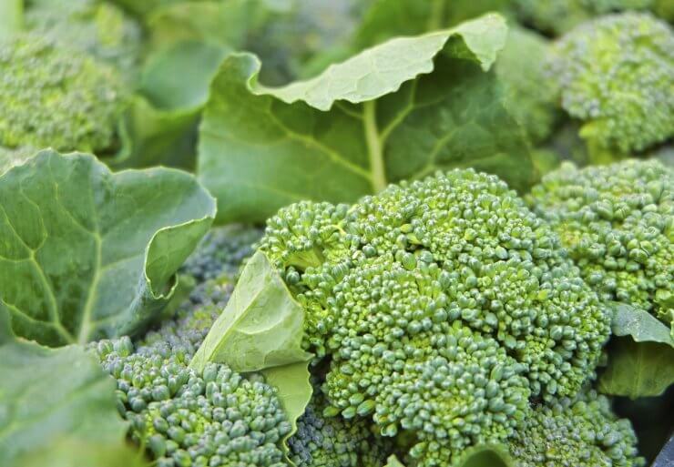 Broccoli growing