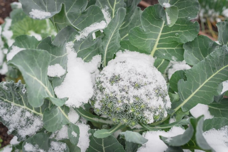 Broccoli plant covered in snow