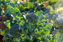 Types of Broccoli