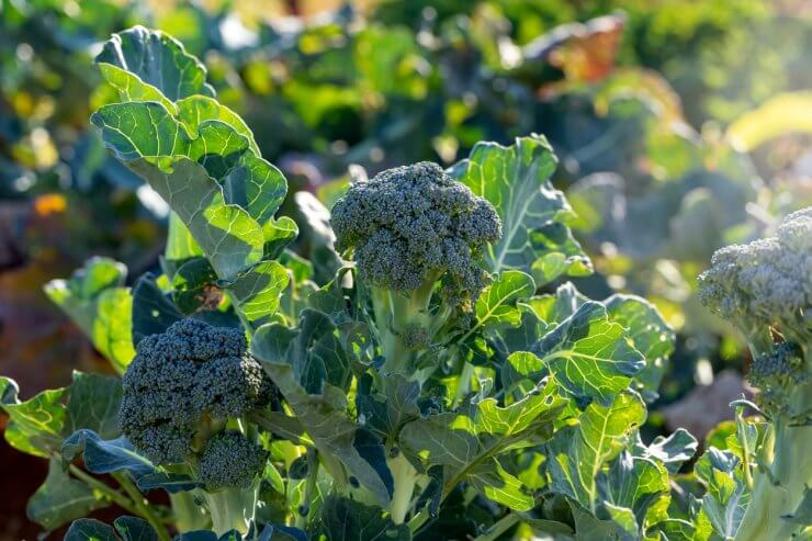 broccoli brokoli tanaman sayur resistant menanam sayuran climates untuk flor hidroponik tumbuh subur oculta brocoli curiosidades lemak perut hilangkan cocok