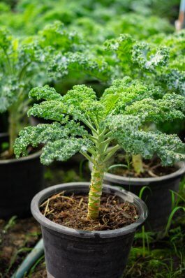 Growing Broccoli in Containers