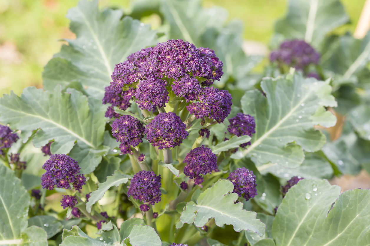 Planting Broccoli In The Ground Food Gardening Network