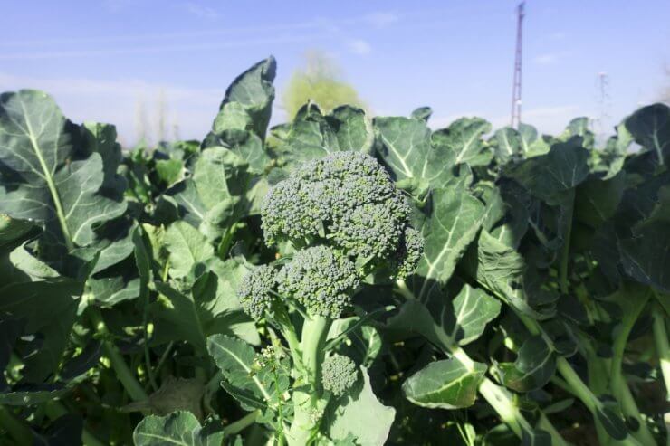 Broccoli plants growing in open ground