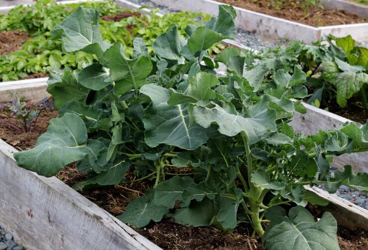 Broccoli plants growing in raised bed