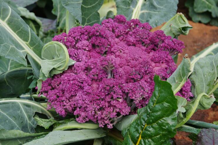 Burgundy Sprouting Broccoli