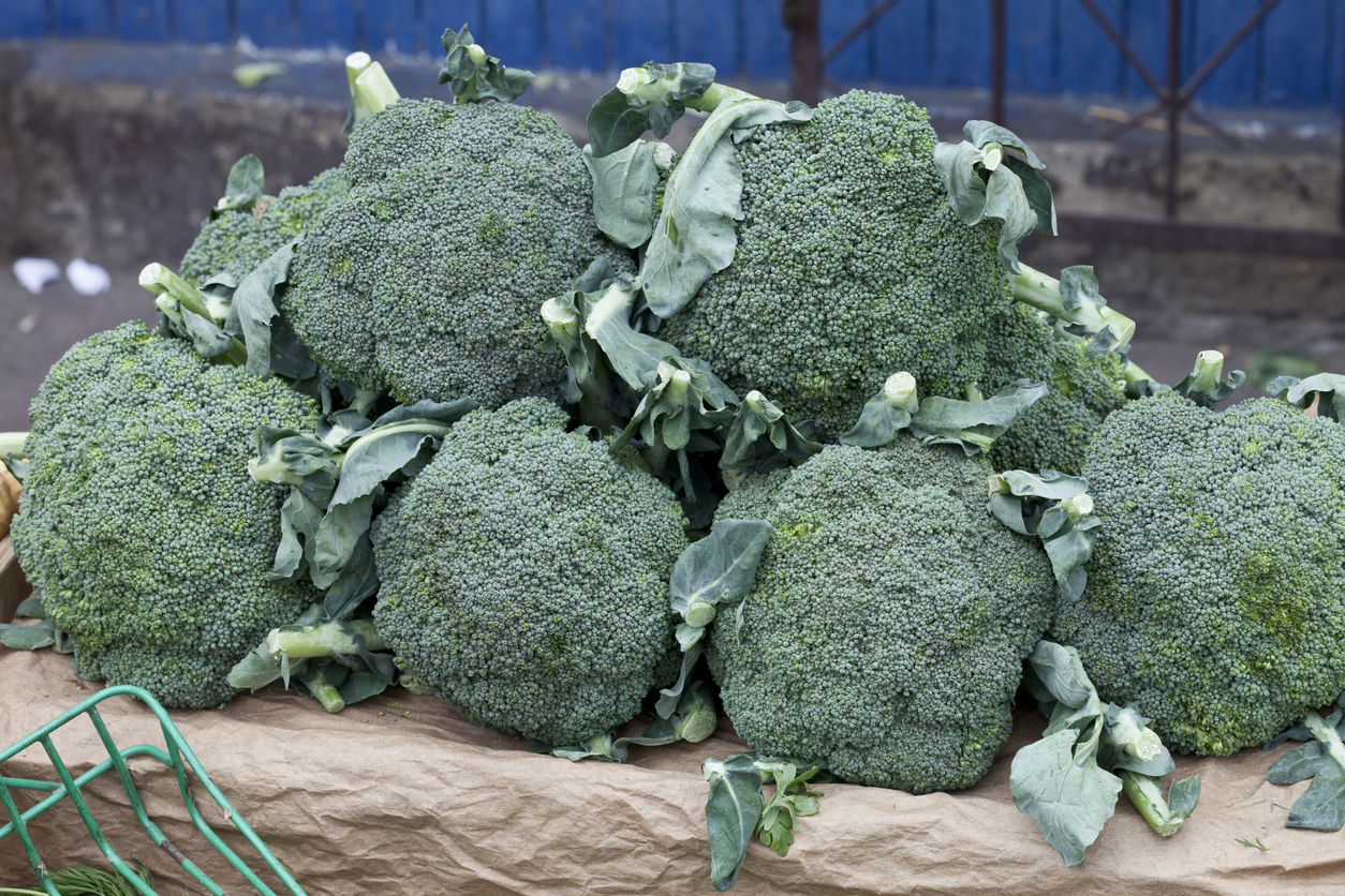 Calabrese Broccoli Food Gardening Network