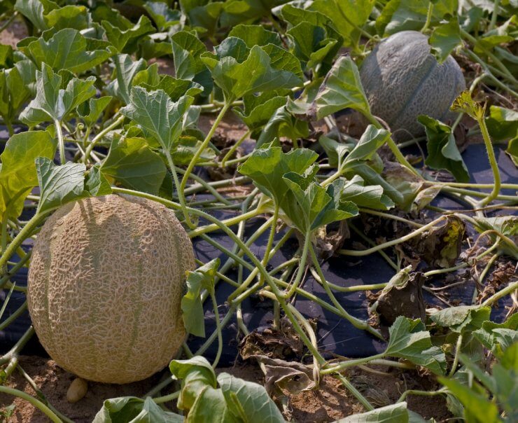 Cantaloupe plant spacing of at least 4 feet apart
