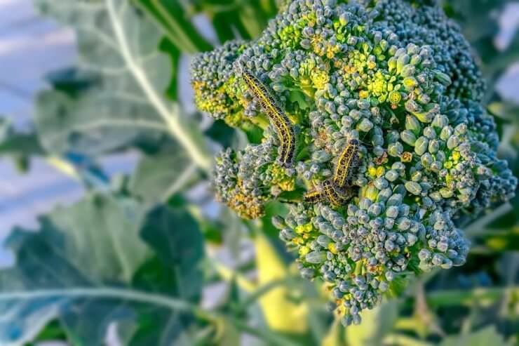 Caterpillars on broccoli plant