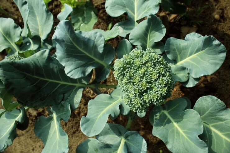 Cauliflower broccoli plant