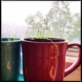 Growing Chives in Containers