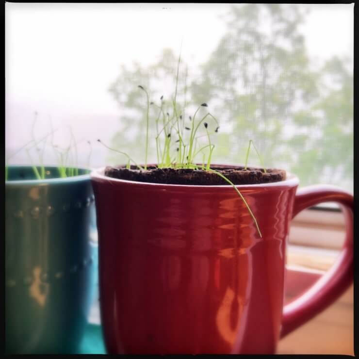 Chive seedlings in coffee mug containers on windowsill