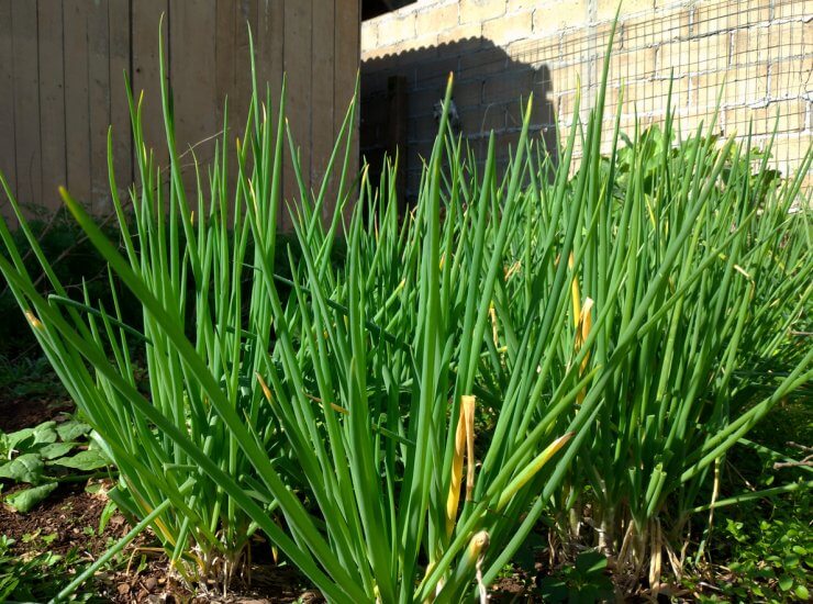 Chives growing in open ground