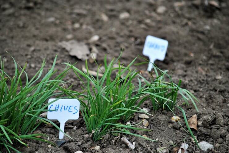 Chives growing in the ground