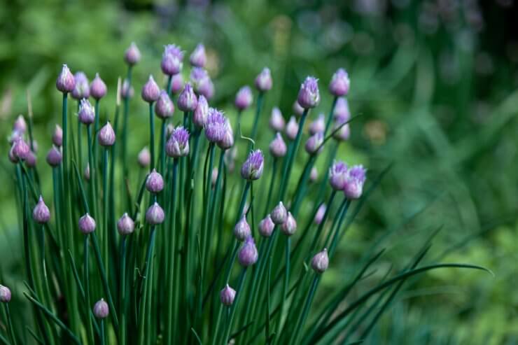 Common chives growing in garden
