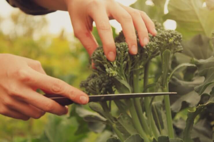 Gardener harvesting broccoli