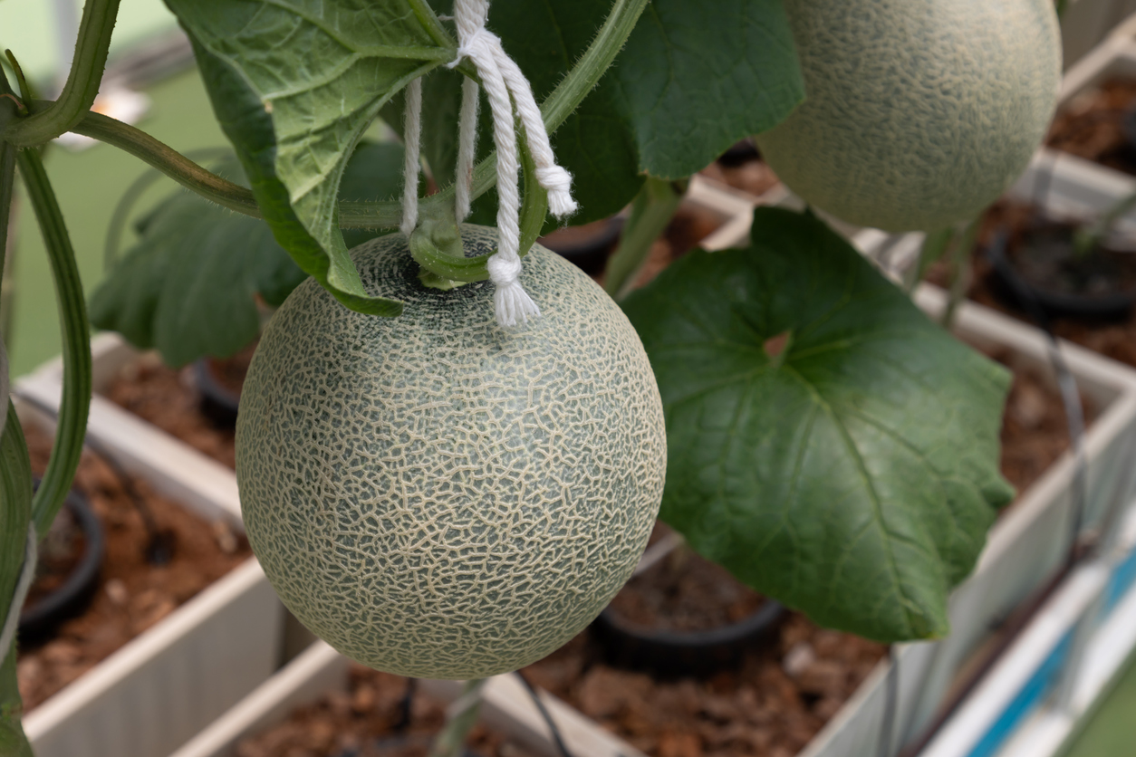 Your Quick Start Guide to Growing Melons In Containers Food Gardening