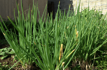Growing chives