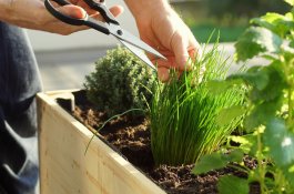 Harvesting your Chives