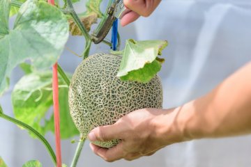 Harvesting your Melons - Food Gardening Network