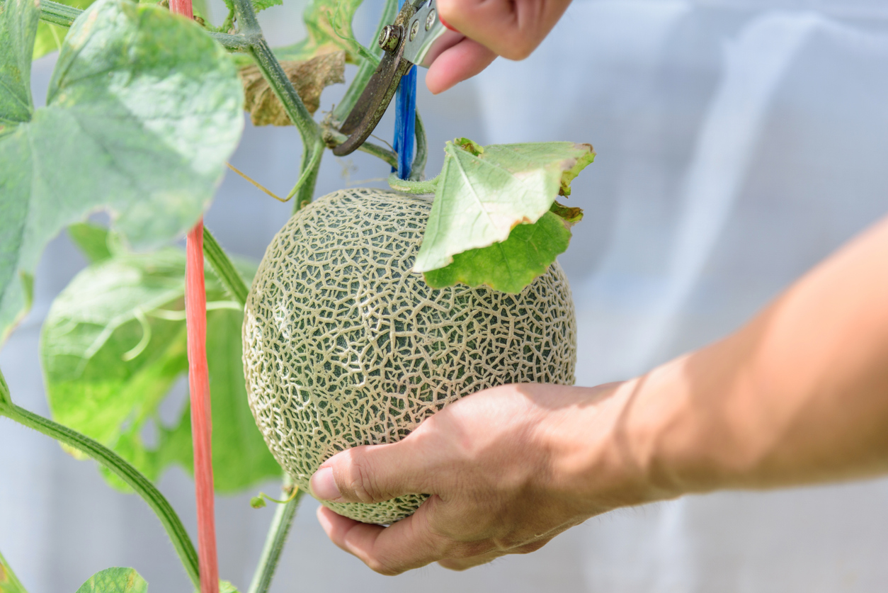 Harvesting your Melons Food Gardening Network