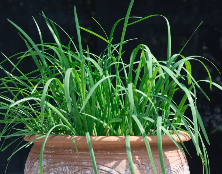 Healthy chives growing in a pot