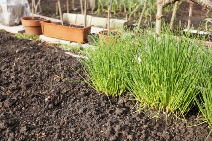 Healthy chives growing in soil