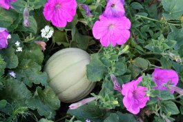 Planting Melons in the Ground