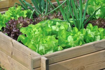 How Does Lettuce Get E. coli and How to Prevent it in a Home Garden