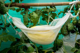Essential Tools and Equipment for Growing and Enjoying Melons