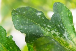 Dealing with Melon Diseases