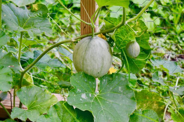 Melon on the Vine