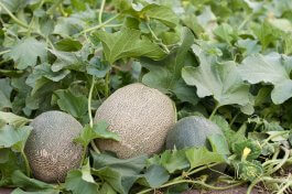 Where to Grow Melons