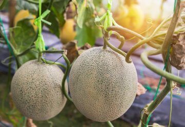 Melons growing on a tree
