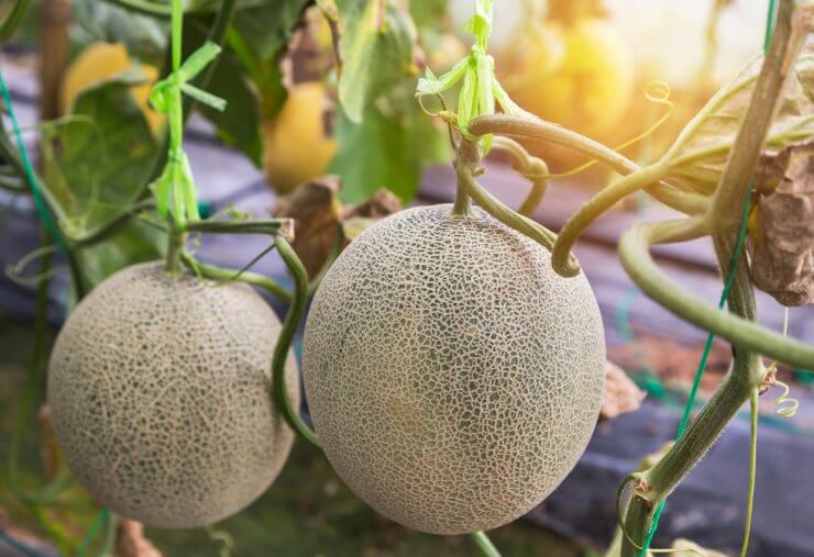Melons growing on a tree