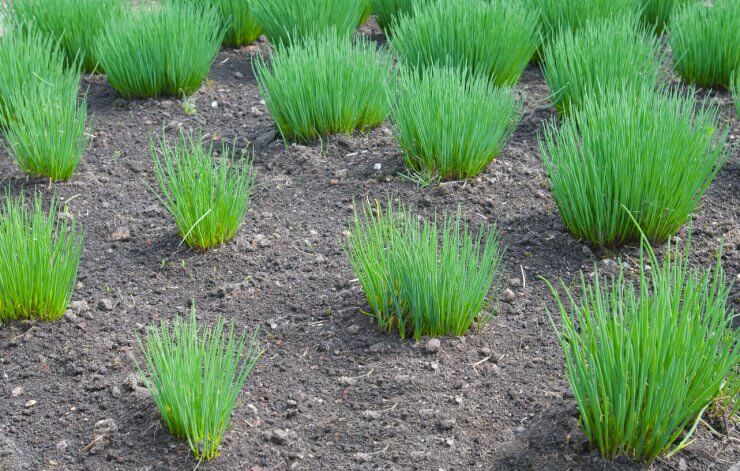 Nutritious chives growing in the garden