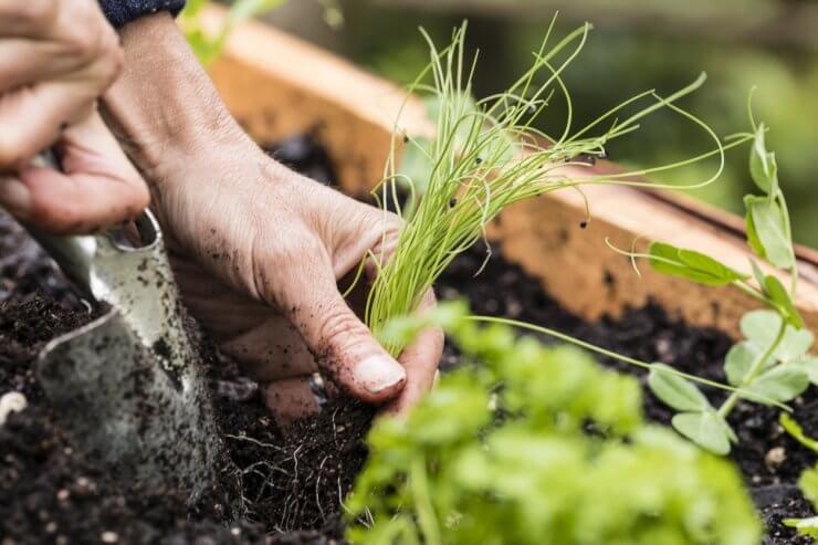 Planting chives in raised garden bed