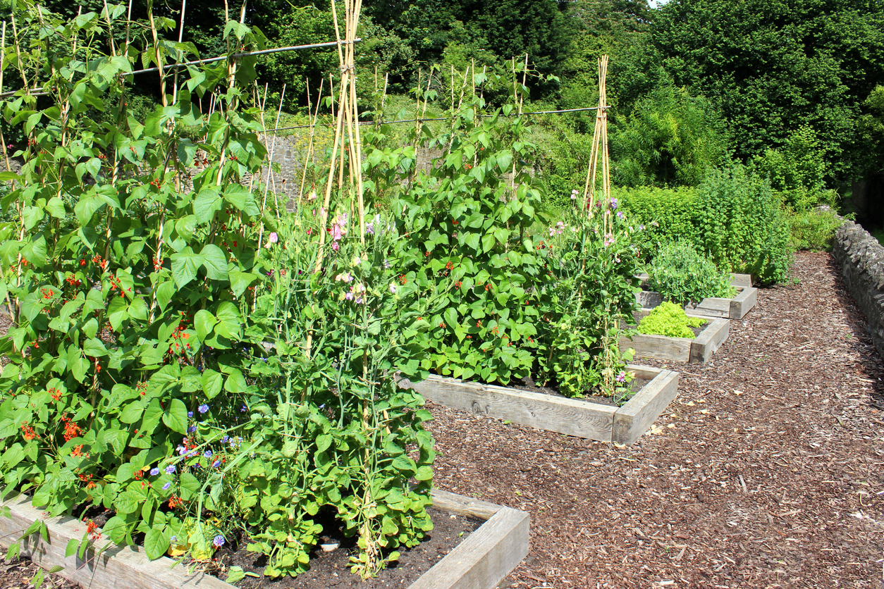 How to Build a Pole Bean Teepee Trellis - Food Gardening Network